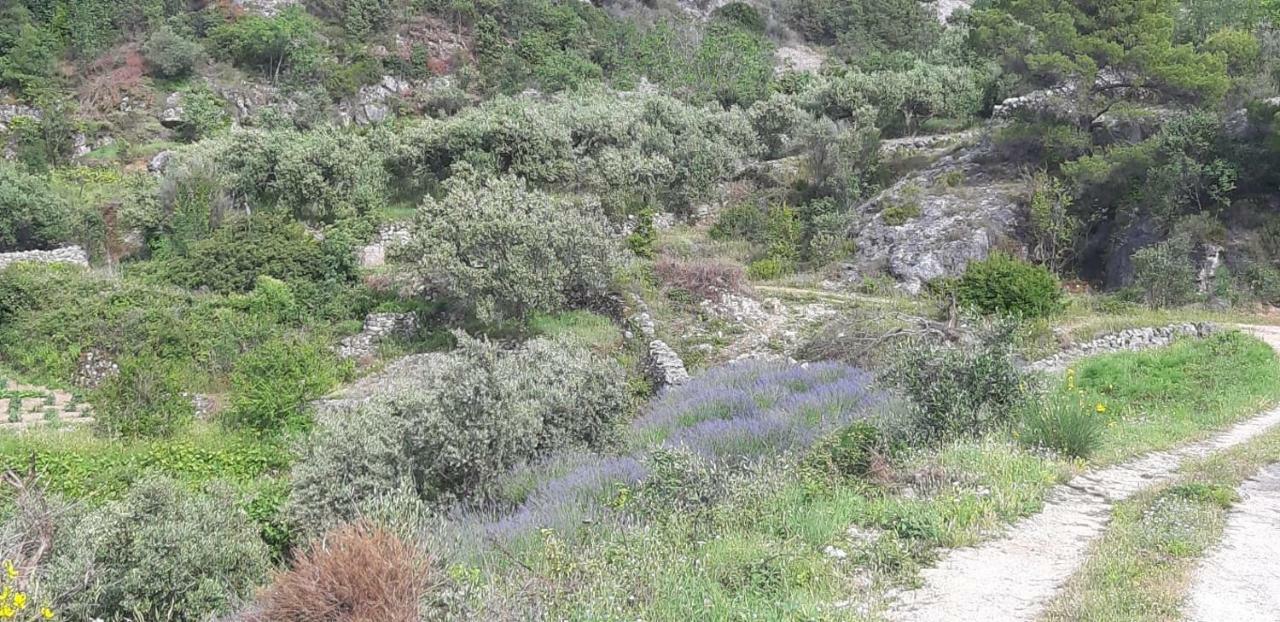 Gasthof Kuca Za Odmor Dobrila Jelsa (Hvar)